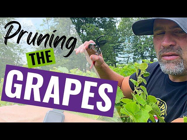 How to Prune GRAPES in SUMMER | Vineyard | Grape Vines