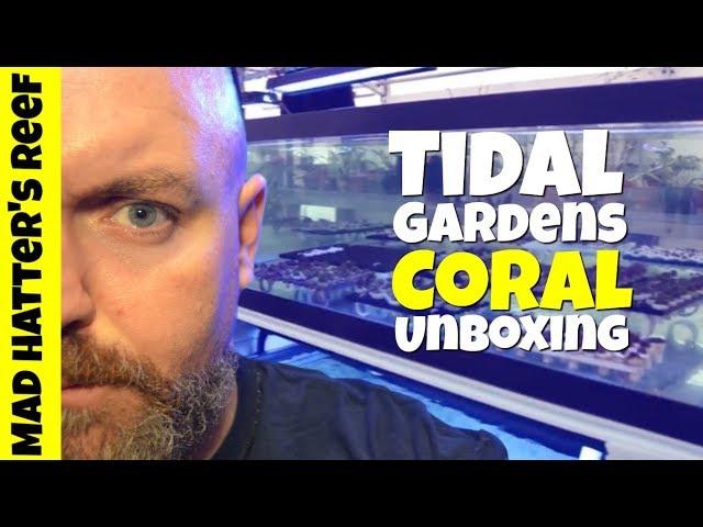 Tidal Gardens Coral Unboxing