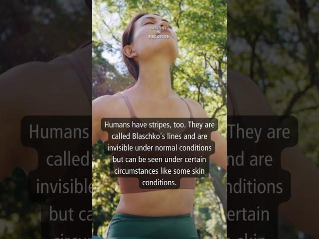 Today's Insight: Human stripes #shorts #facts #human #information #daily #knowledge #insight