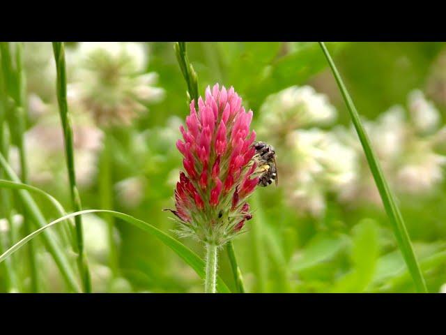 Wildbienen im Blühstreifen (Teil 4/4)