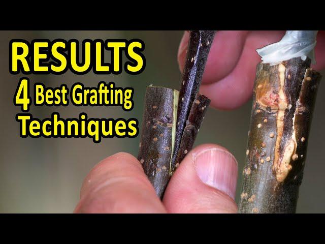 The 4 BEST Grafting Techniques using DORMANT SCIONS | RESULTS after 35 days