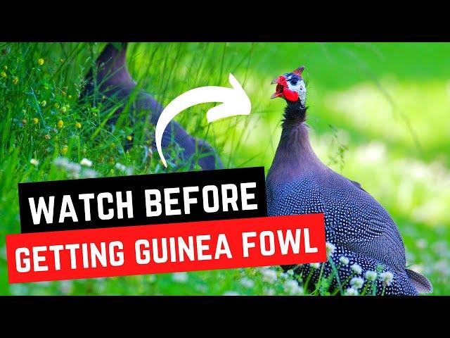 Reasons to NOT Add Guinea Fowl to Your Backyard Homestead - Cons of Raising Guinea Fowl