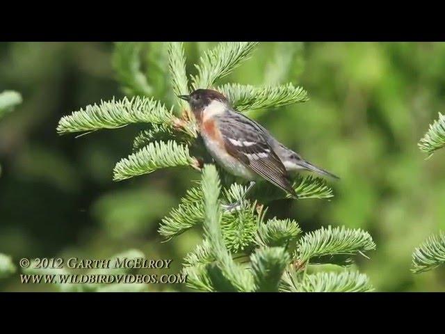 Bay-breasted Warbler in Maine