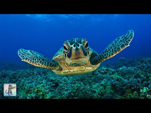  GIANT SEA TURTLES  CORAL REEF FISH & THE BEST RELAX MUSIC • 3 HOURS