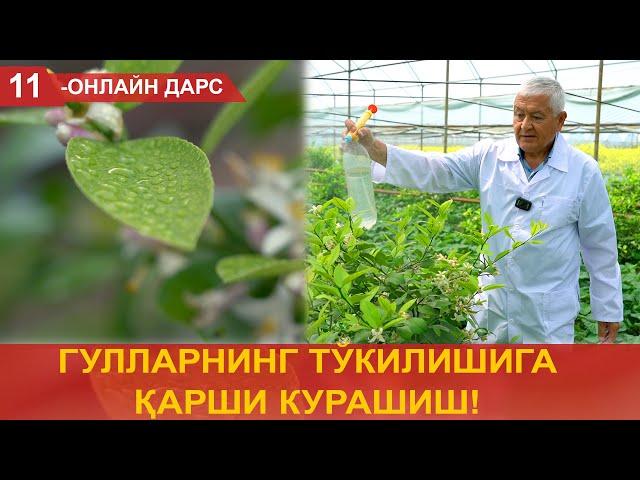 Лимон гулларининг тўкилишига қарши курашиш!