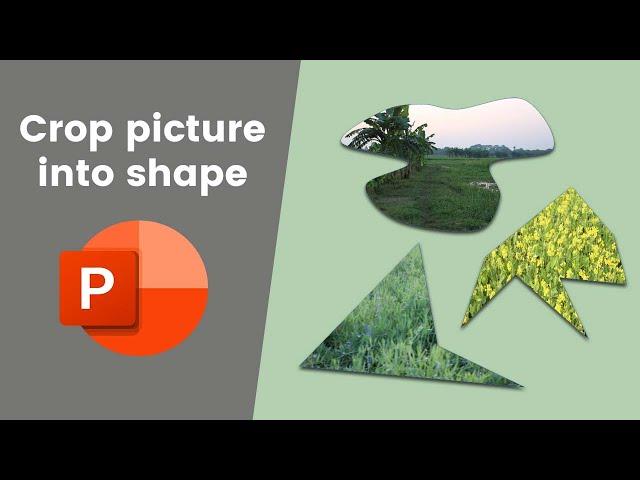 how to crop a picture to a custom shape in Microsoft PowerPoint