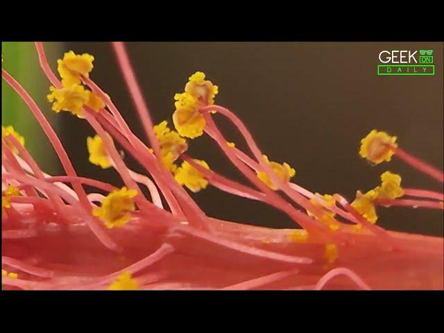 Samsung S22 Ultra - Stunning Macro Video with External Lens