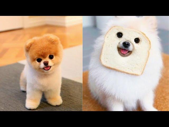 Baby Dogs - Cute and Funny Dog Videos Compilation #06 | Tails Of Joy