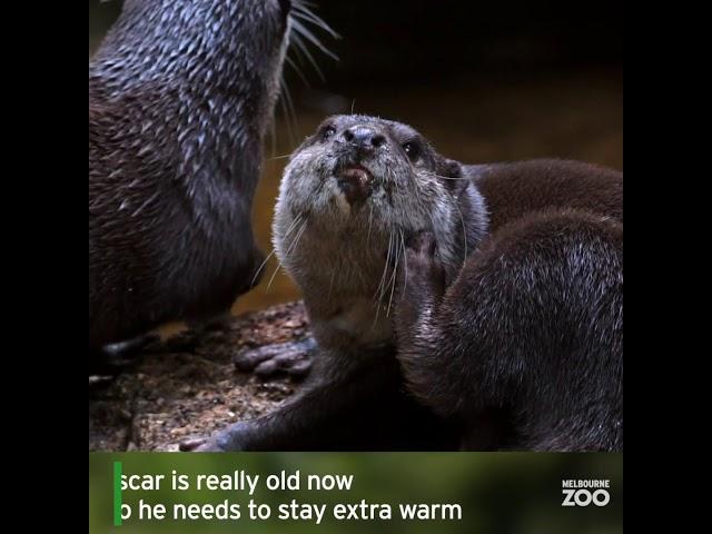 Keeping warm at the zoo