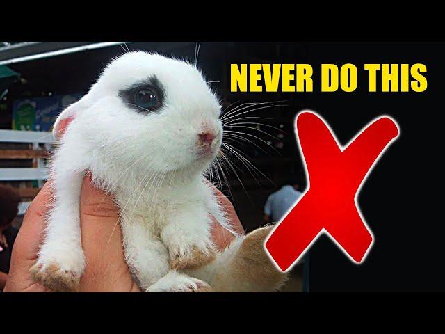 8 Things You Should NEVER do To Your Rabbit