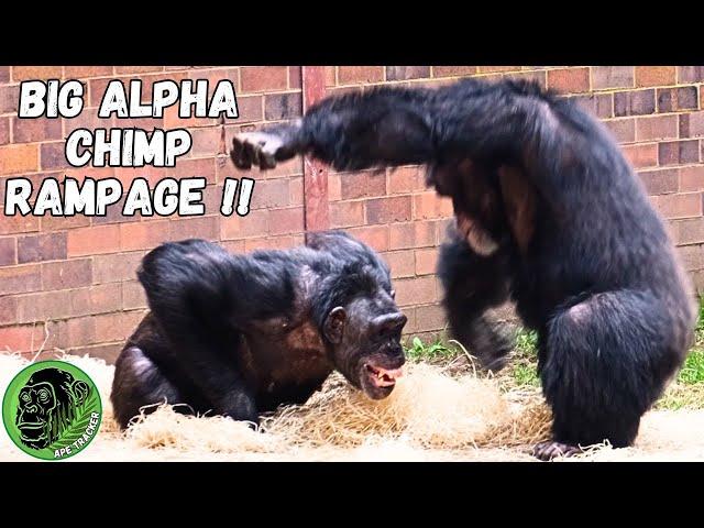 Watch The Epic Showdown: Carlos Takes Control In Alpha Chimpanzee Battle!