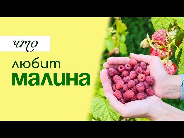 Нам нужна МАЛИНА, а что НУЖНО ЕЙ? Секреты выращивания малины