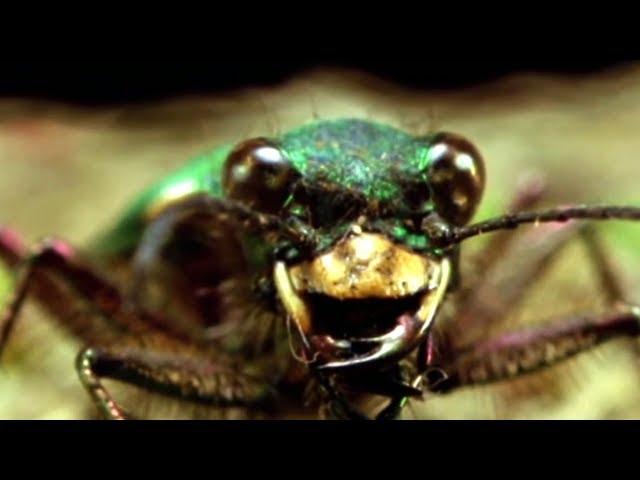 Facts About Beetles - Secret Nature | Beetle Documentary | Natural History Channel