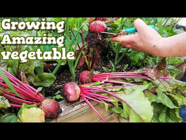 How to Grow Beets from Seed | How to Stop Leaf Miner | DIY Planter Box