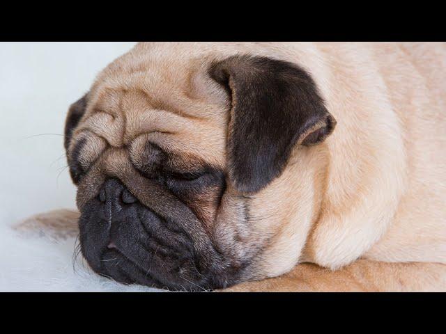 Skin Care for Pugs Diagnosis and Treatment of Common Skin Conditions