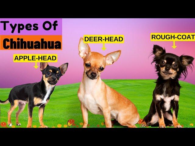 8 Types of Chihuahua /  Find Out Which Type Is The Least Common