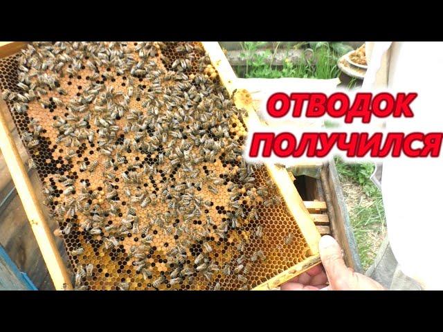 Усиление ОТВОДКА расплодной рамкой.#пасека #пчелыначинающим