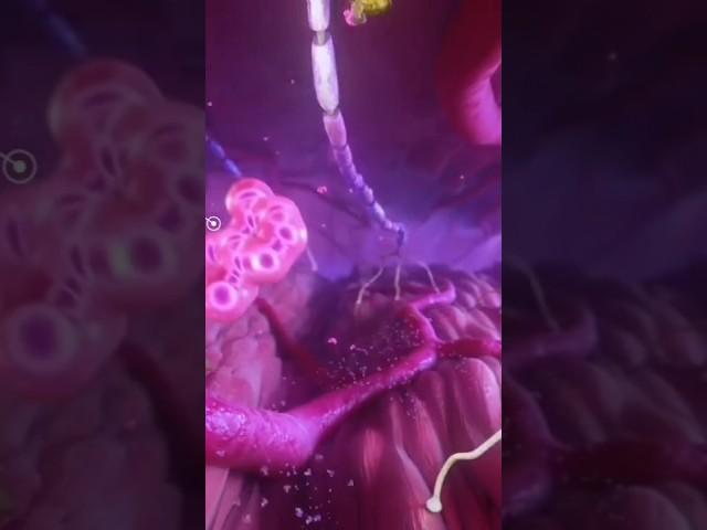 Various clips from a recent MOA by MadMicrobe Studios #animation #medical