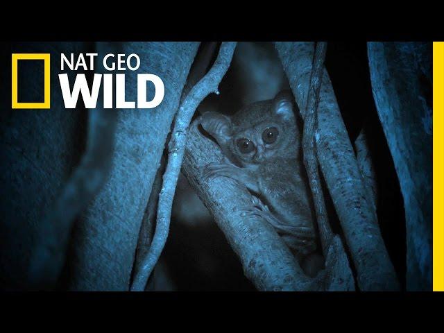 The Cutest Little Predator | Wild Indonesia