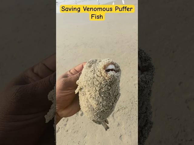 Small Action-Big Impact: Saving a Puffer Fish #shorts #sea #fish