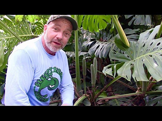 The World’s Largest Monstera Deliciosa Plant