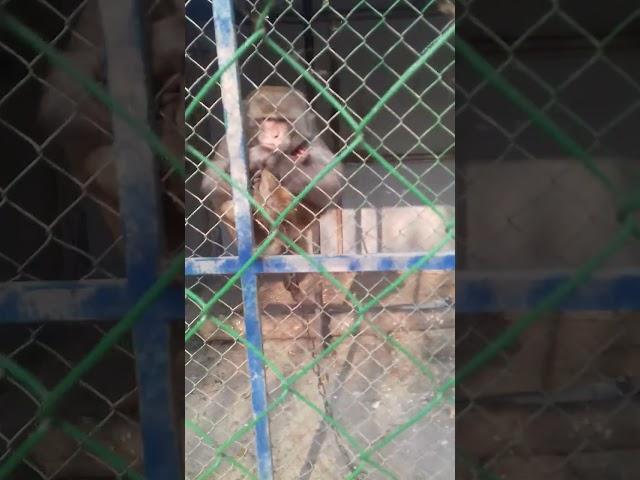 Зоопарк в городе Худжанд