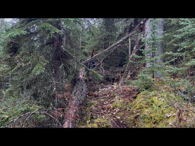 Hunters Capture More Clear Footage Of A large Upright  Mountain Beast Near Camp