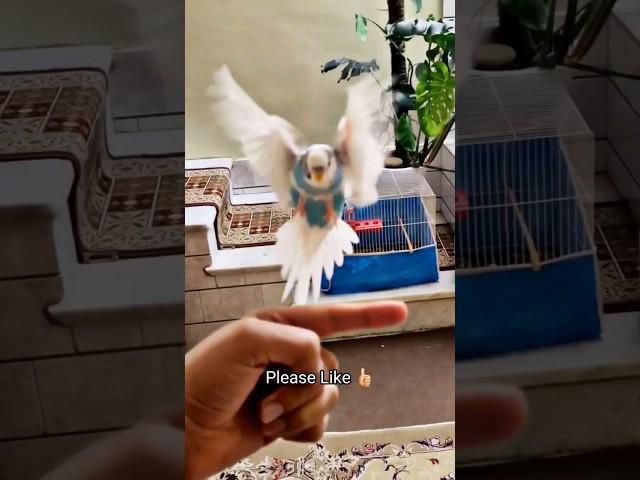 Successful Flight and Landing Of The Tame Budgie