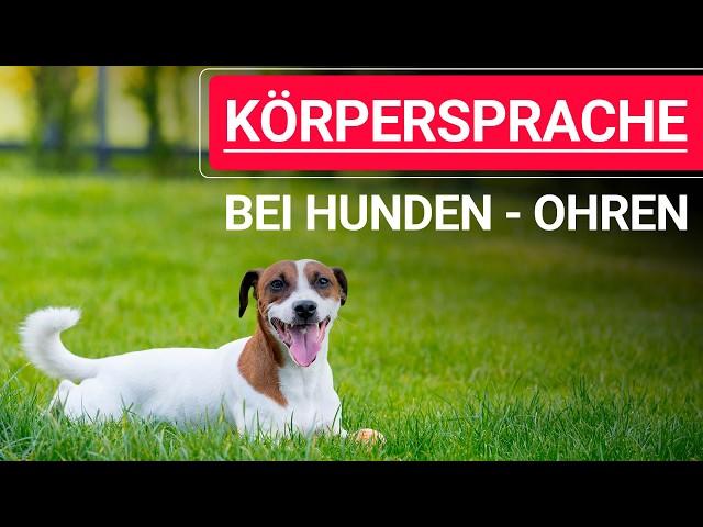  Körpersprache bei Hunden ️ Körpersprache Hund Ohren ️ Erklärvideo ️