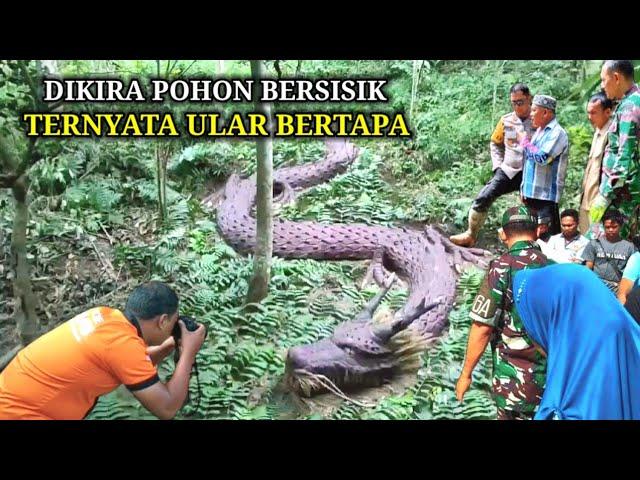 Geger !! Dikira Batang Pohon Bersisik Ternyata Ular Naga Bertapa