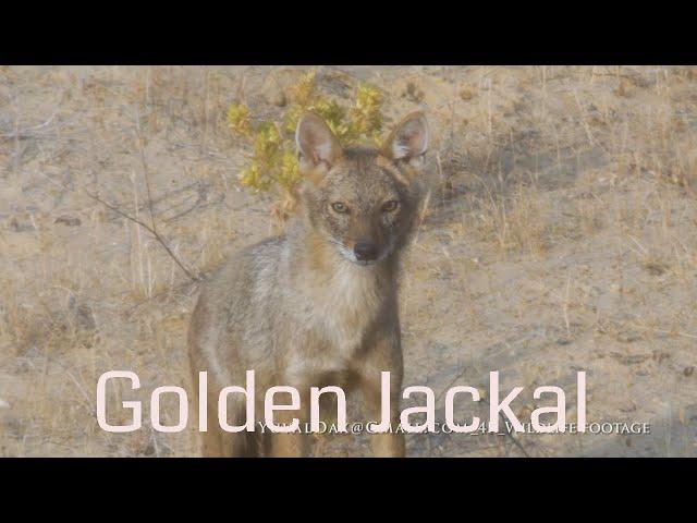 Golden Jackal sound call / תן מילל