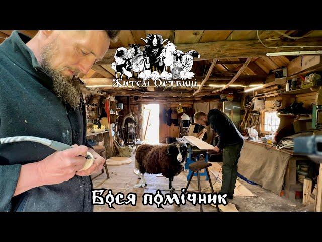 Lambs, sheep, ram helper | Animals of Ukraine