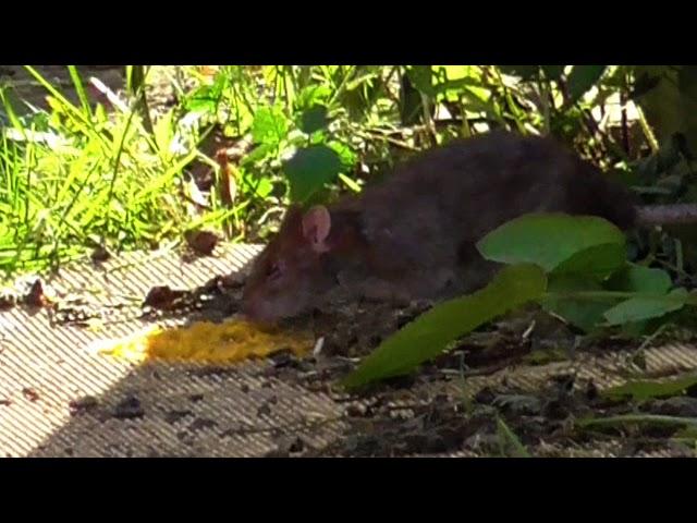 DAYSTATE WOLVERINE RAT SHOOT PEST CONTROL PART TWO