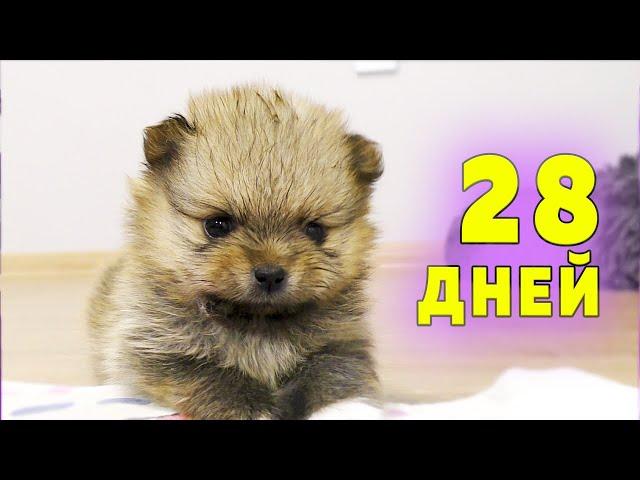 Spitz puppies are 28 days old - 4 weeks old. The puppy tries the water. What we feed the puppies