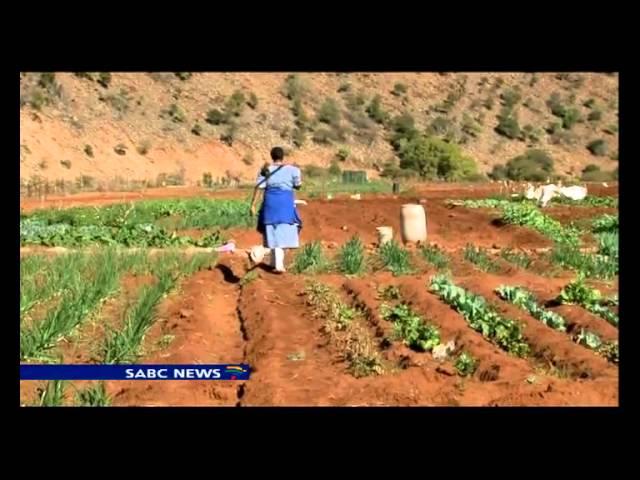 Small scale subsistence farmers in KZN are reaping big rewards