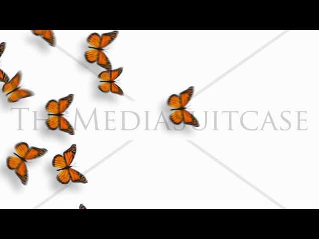 Animated Butterflies Fly Across - Orange Monarch - With Alpha Variations Full HD