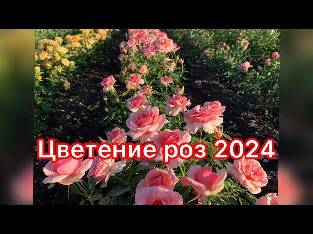 Цветение роз 2024 питомник maryroses.ru