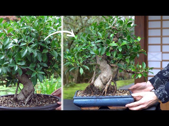 Making a Ficus Bonsai tree