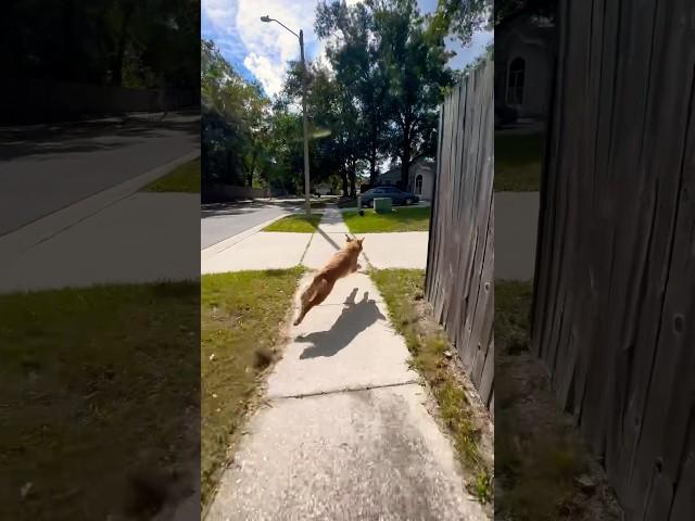 Roscoe takes off again  #golden #dog #goldendog #goldenretiever #pet #doglover