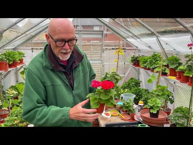 Want Bushy Zonal Pelargoniums - then you have to have to start work with young plants!!