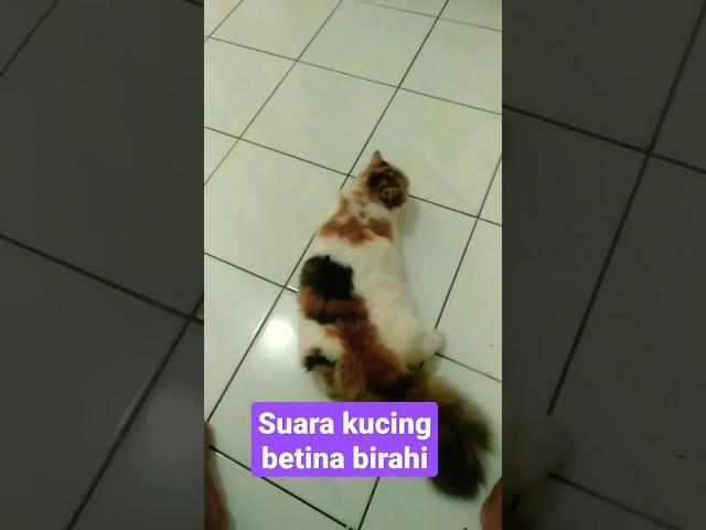 suara kucing betina birahi #shorts