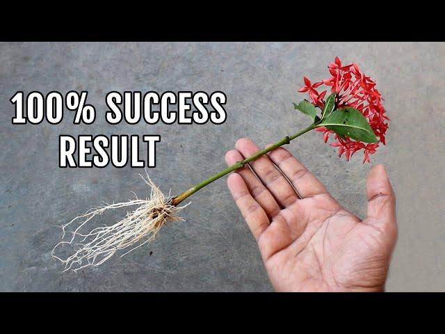 EASIEST Way to Grow Ixora Plants from Cuttings