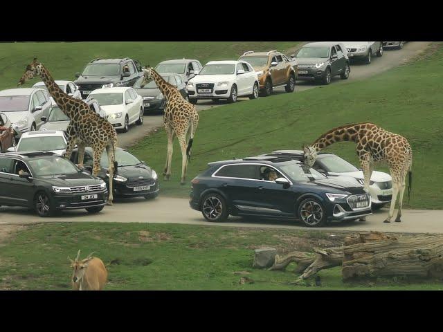 West Midland Safari Park 2021 | Safari Park VLOG | Drive thru Animals in Midlands UK |