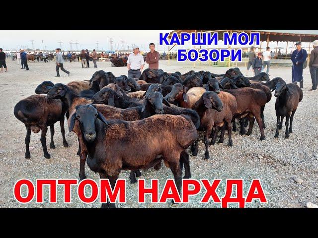 КАРШИ МОЛ БОЗОРИ НАРХЛАРИ! 9 ИЮЛЬ  2023 QARSHI MOL BOZORI NARXLARI