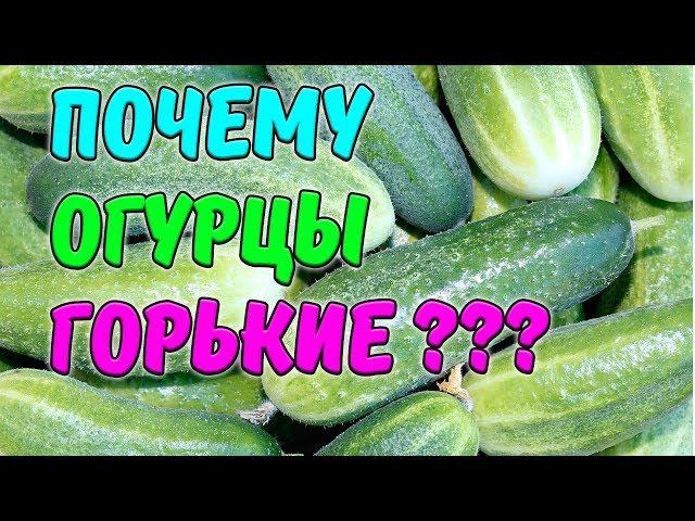 ПОЧЕМУ ОГУРЦЫ ГОРЬКИЕ?