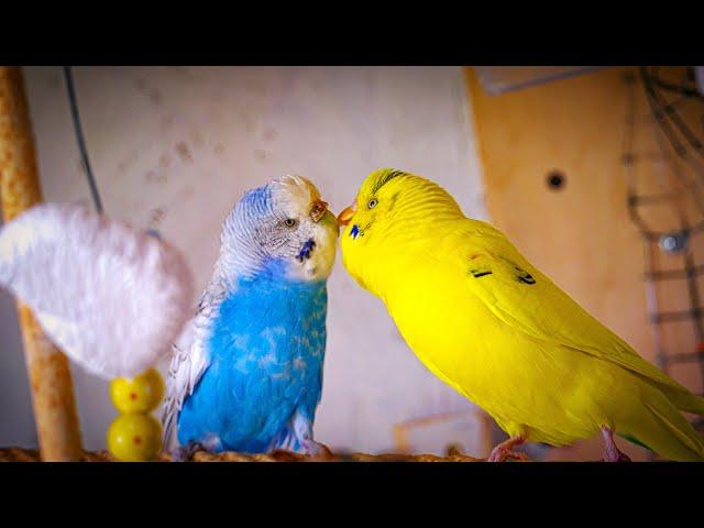 Sounds of Budgies In Love | 1 Hour chirping