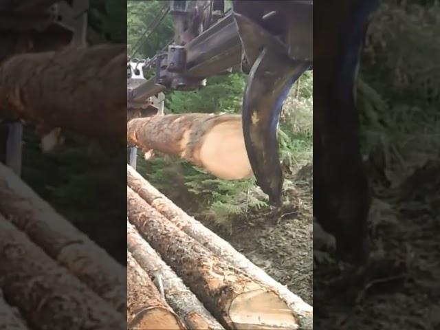 Stroke Delimber Loading Logs. #logging