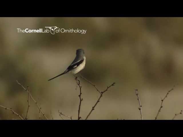 Loggerhead Shrike