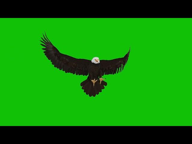 LANDING EAGLE GREEN SCREEN