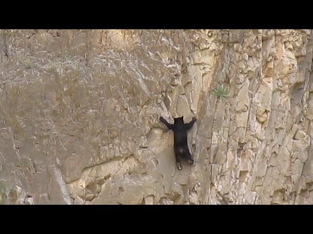 Rock Climbing Bears